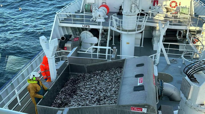 Frist for utseiling i kystgruppen i fiske etter lodde