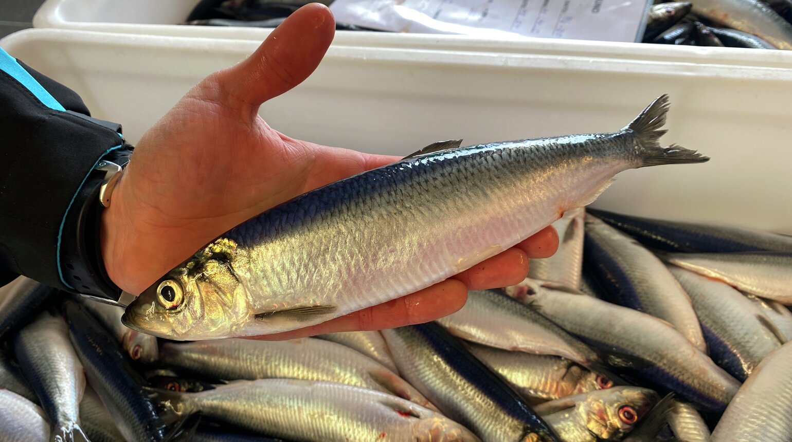 Nedgang for sildeeksporten i oktober | Sildelaget.no